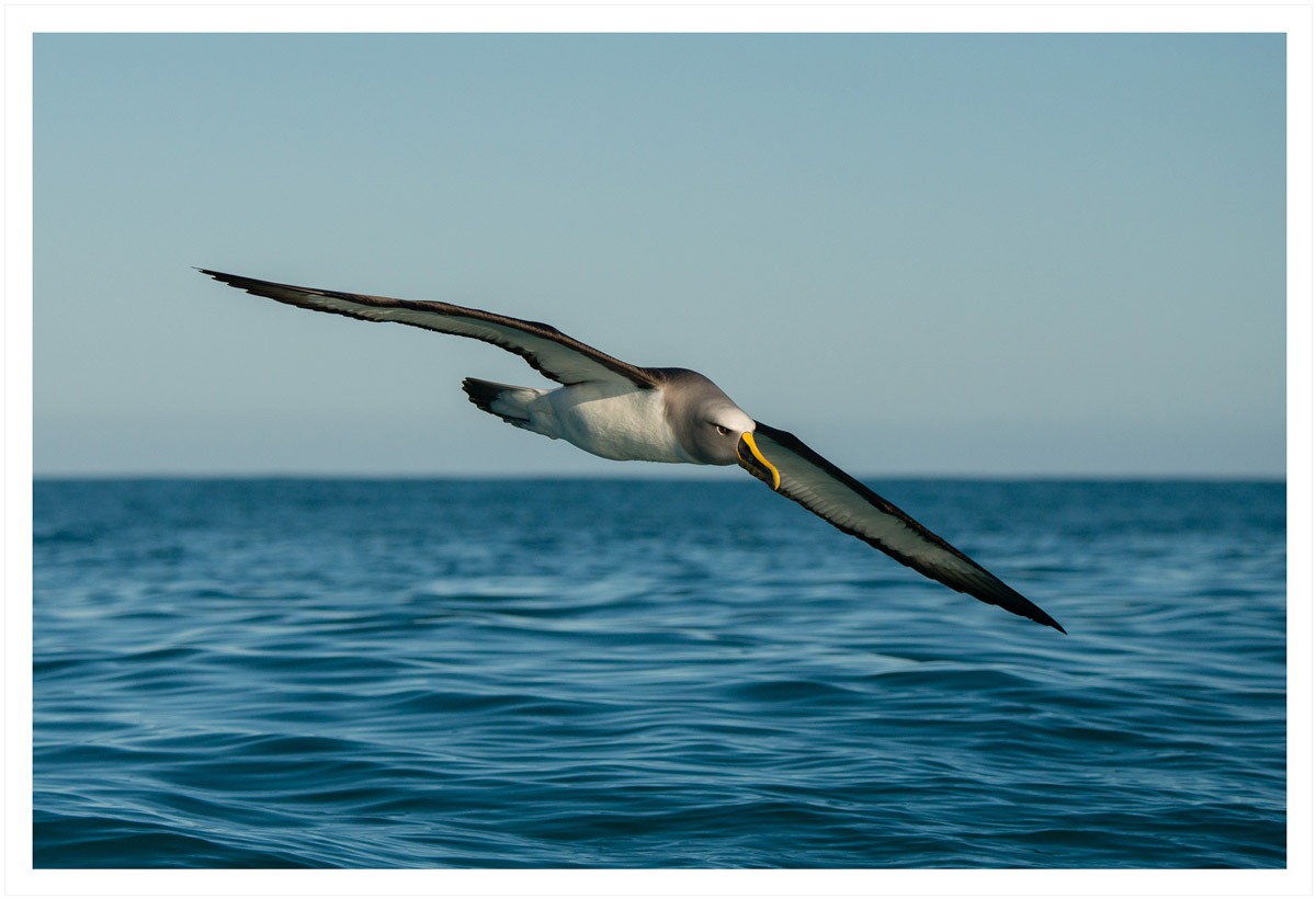 albatross.jpeg