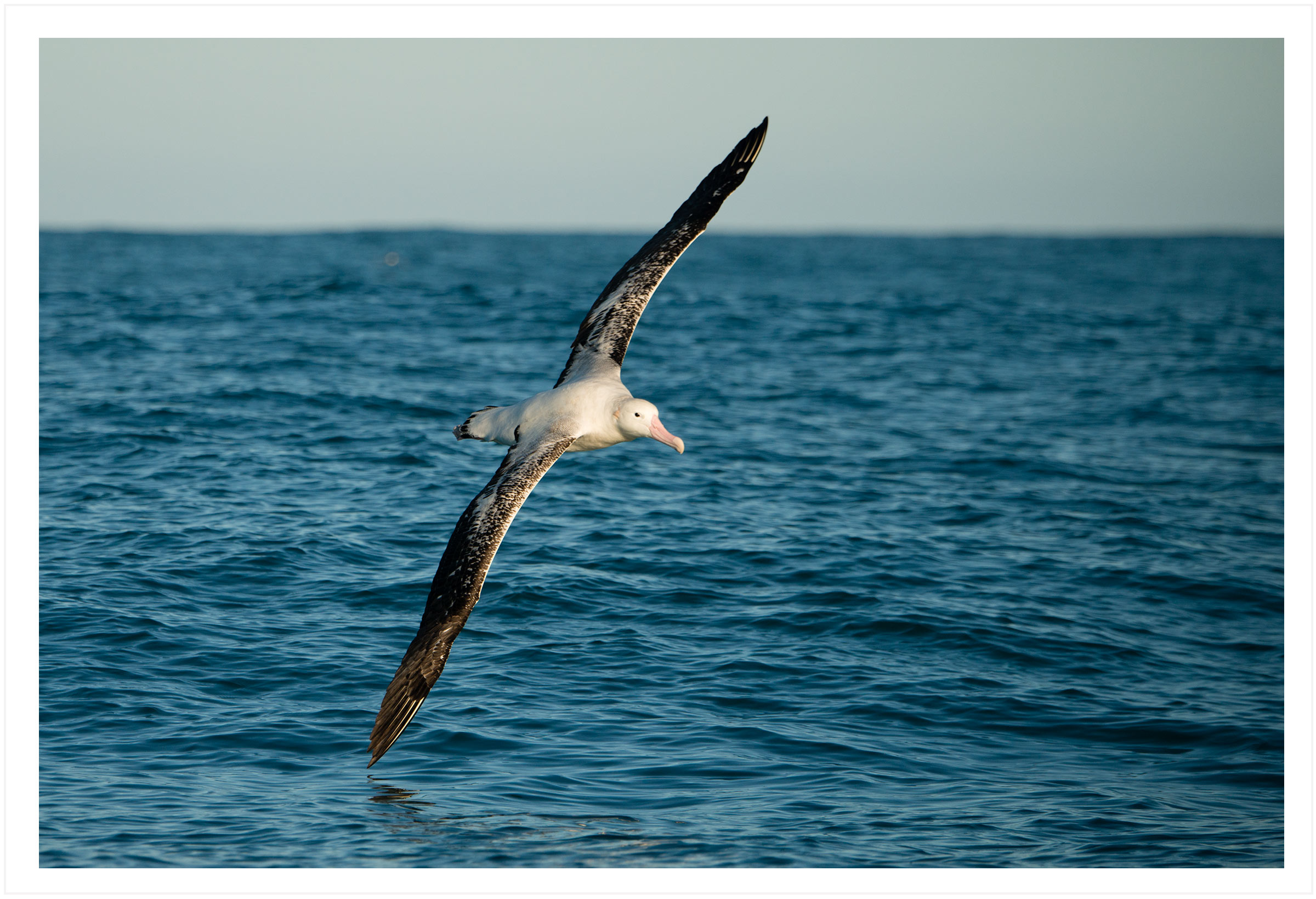 Wandering albatross (taroa) - copy