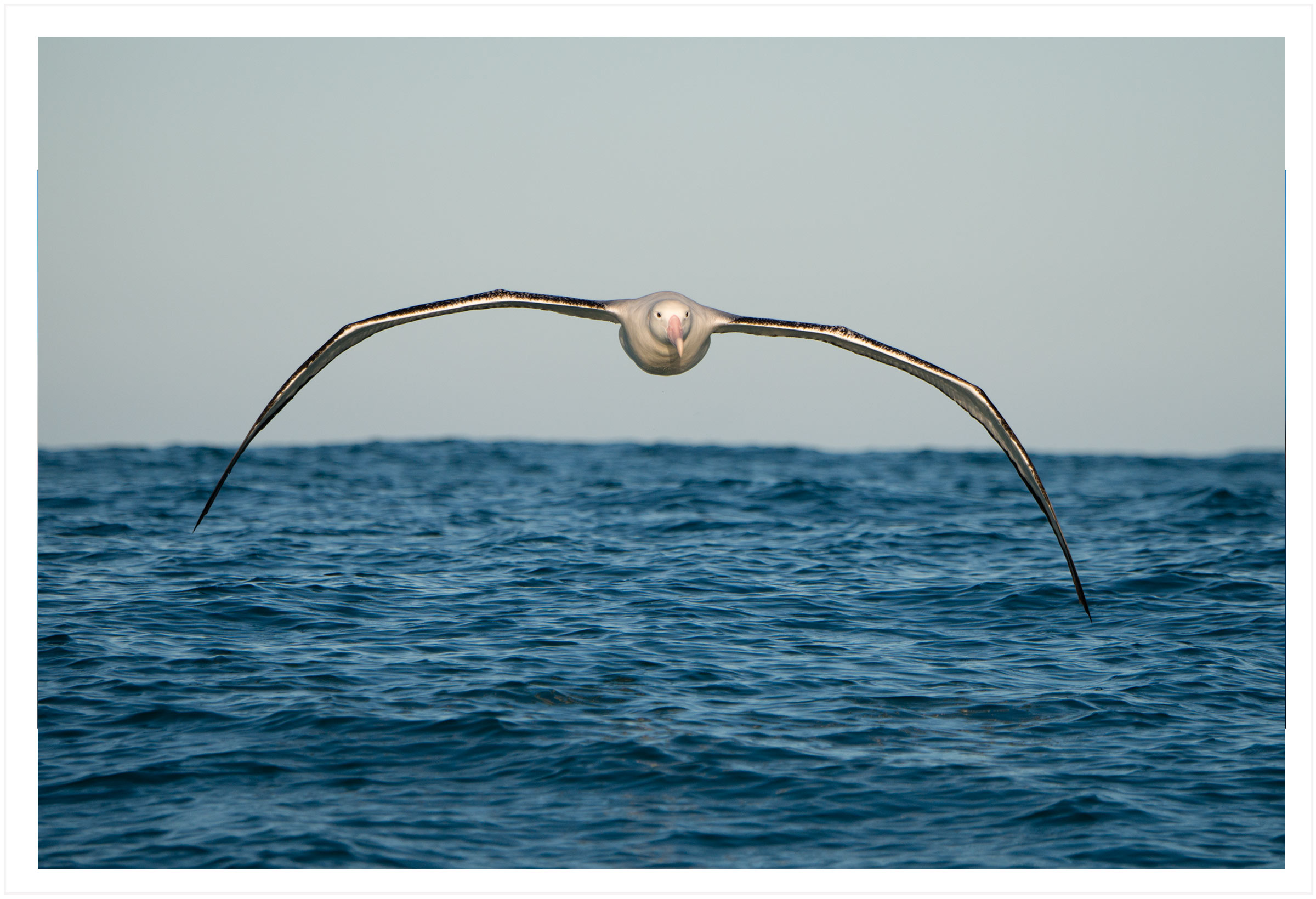 Wandering albatross (taroa)