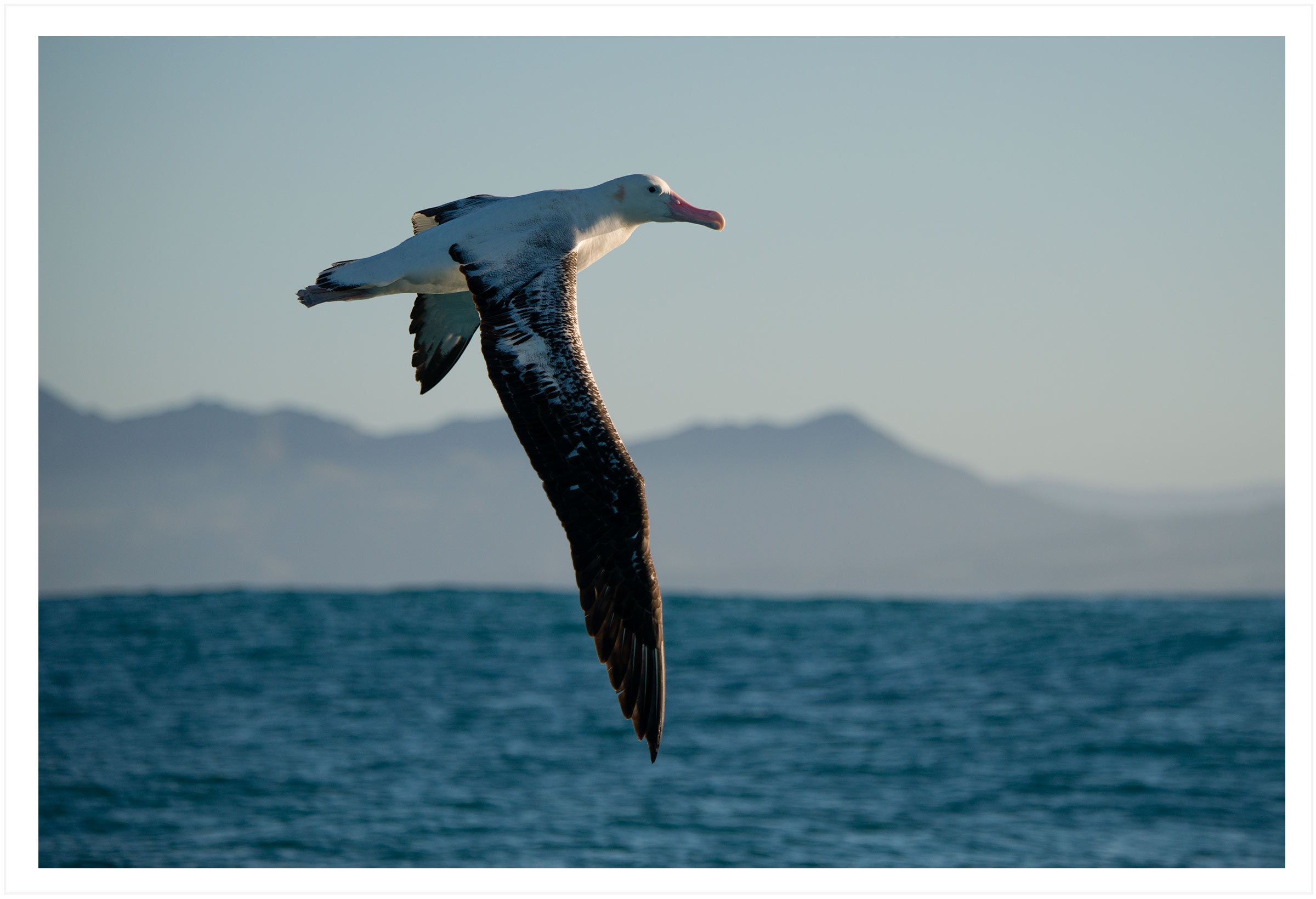 Wandering albatross (taroa)